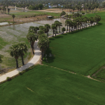 Rural Thailand